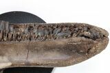 Hadrosaur (Edmontosaurus) Maxilla With Teeth - Montana #211226-3
